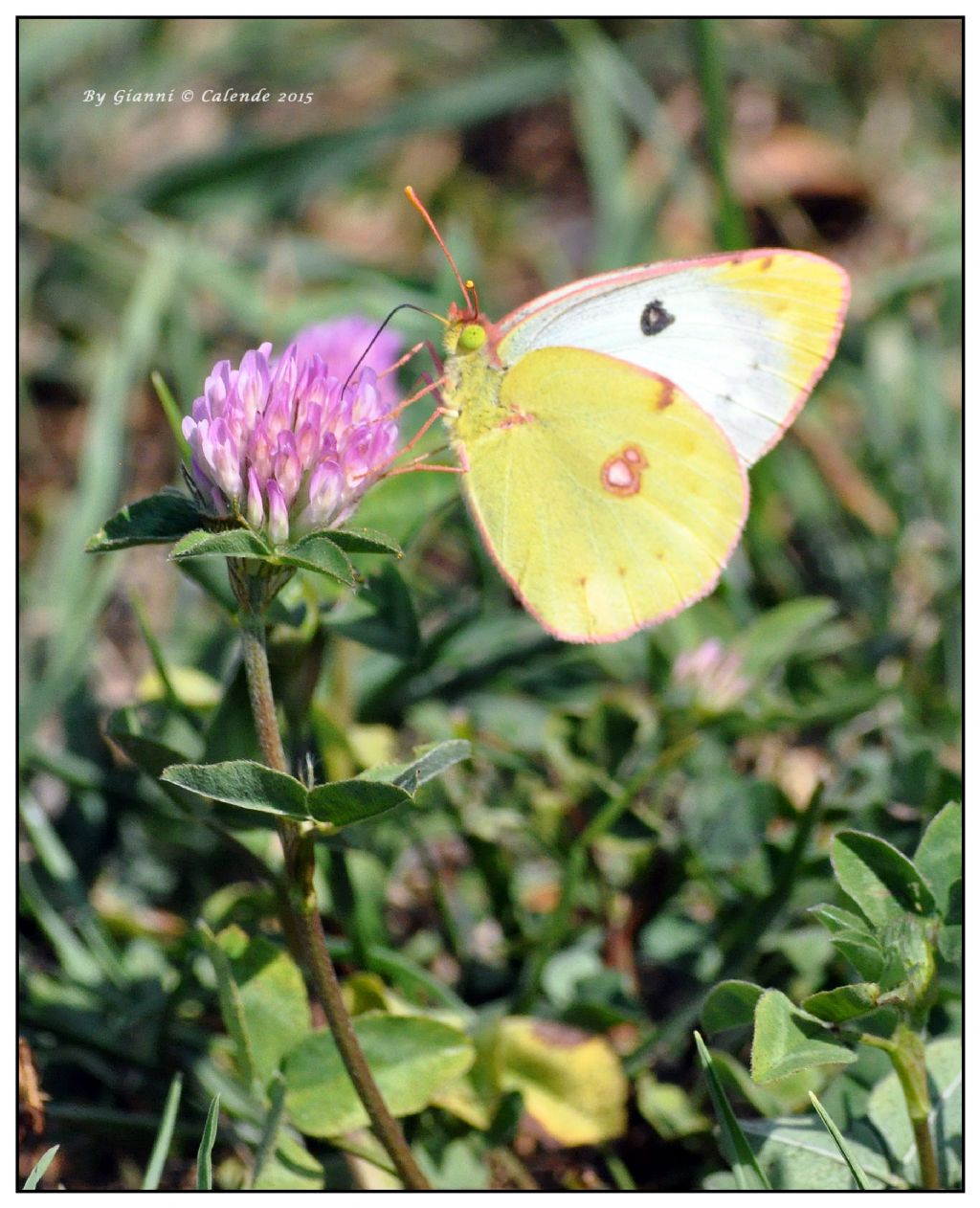 Colias pihicomone? No, Colias alfacariensis